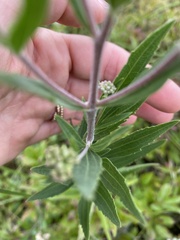 Eupatorium altissimum