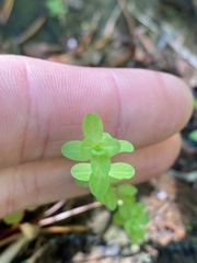 Hypericum anagalloides
