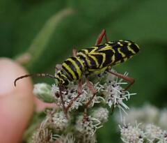 Megacyllene robiniae