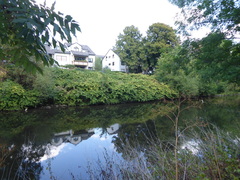 Reynoutria sachalinensis