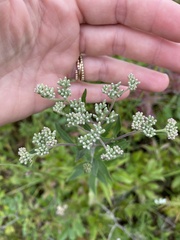 Eupatorium altissimum