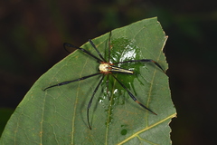Nephila pilipes