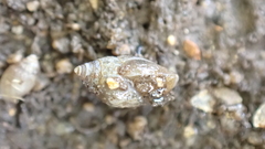 Ellobiidae