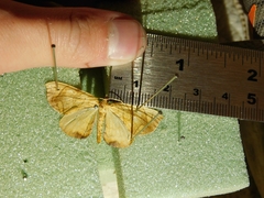 Eulithis diversilineata