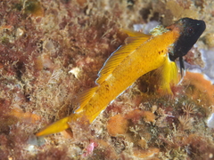 Tripterygion delaisi