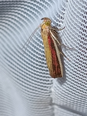 Oncocera semirubella