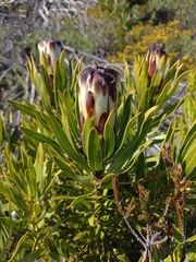 Protea lepidocarpodendron