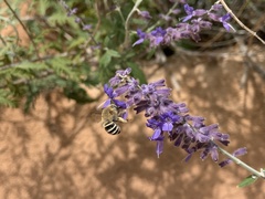 Anthophora californica