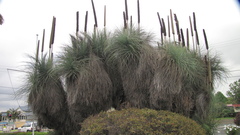 Xanthorrhoea glauca