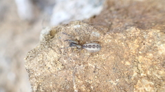Segestria senoculata