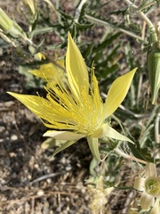 Mentzelia laevicaulis