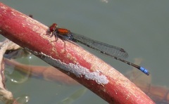 Pseudagrion massaicum
