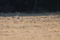 Columba livia domestica