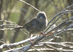 Prunella modularis mabbotti