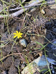 Ranunculus flammula