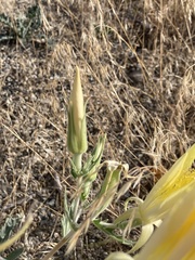 Mentzelia laevicaulis