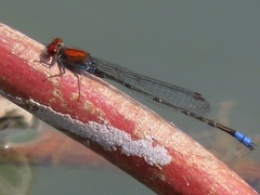 Pseudagrion massaicum