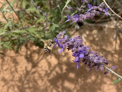 Anthophora californica