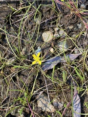 Ranunculus flammula