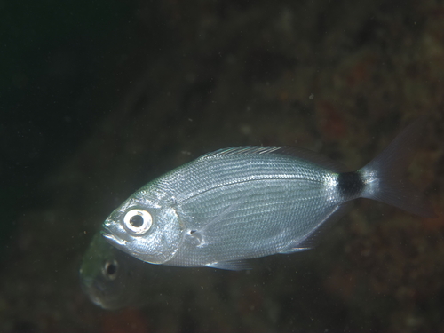 Saddled Seabream