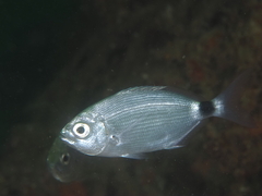 Oblada melanurus