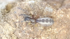 Segestria senoculata
