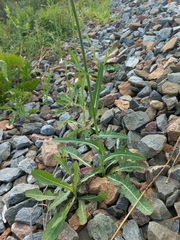 Sonchus arvensis uliginosus