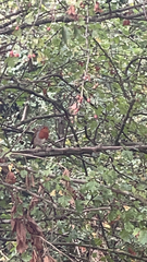 Erithacus rubecula