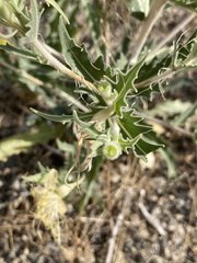 Mentzelia laevicaulis