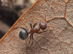 Camponotus planatus
