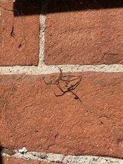 Latrodectus hesperus