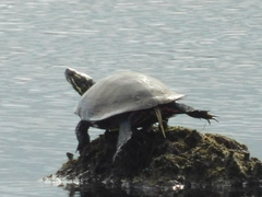 Chrysemys picta picta