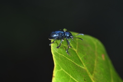 Platycorynus peregrinus