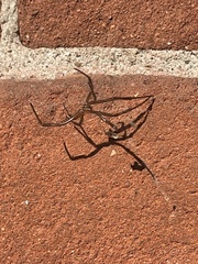 Latrodectus hesperus