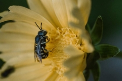Dianthidium