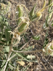 Mentzelia laevicaulis