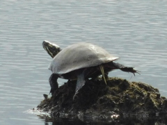 Chrysemys picta picta