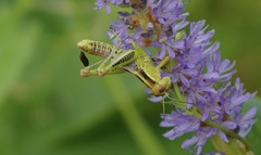 Melanoplus bivittatus