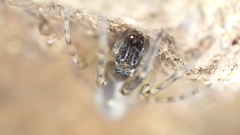 Segestria senoculata