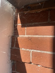 Latrodectus hesperus