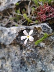 Jamesbrittenia calciphila