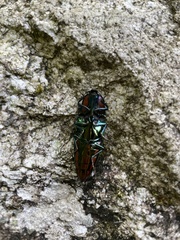 Campsosternus watanabei