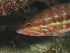 Serranus cabrilla