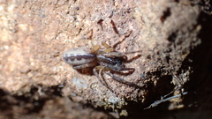 Segestria senoculata