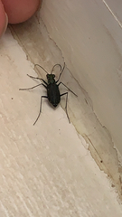 Cicindela punctulata