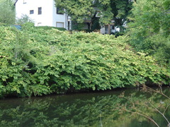 Reynoutria sachalinensis