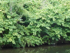 Reynoutria sachalinensis