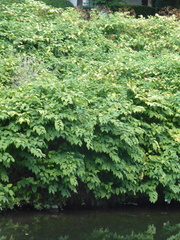 Reynoutria sachalinensis