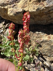 Oxyria digyna