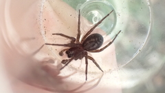 Amaurobius